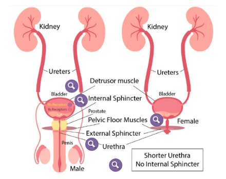 Urinary tract anatomy